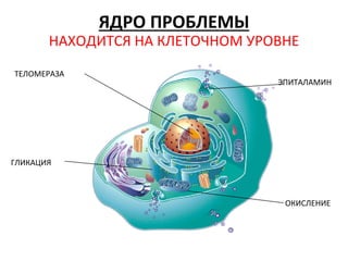 ЯДРО ПРОБЛЕМЫ
НАХОДИТСЯ НА КЛЕТОЧНОМ УРОВНЕ
ТЕЛОМЕРАЗА
ГЛИКАЦИЯ
ЭПИТАЛАМИН
ОКИСЛЕНИЕ
 