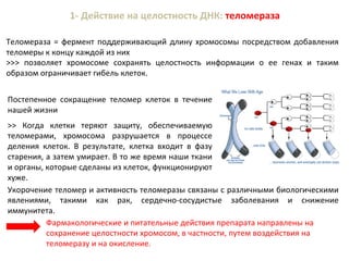 1- Действие на целостность ДНК: теломераза
Теломераза = фермент поддерживающий длину хромосомы посредством добавления
теломеры к концу каждой из них
>>> позволяет хромосоме сохранять целостность информации о ее генах и таким
образом ограничивает гибель клеток.
Постепенное сокращение теломер клеток в течение
нашей жизни
Укорочение теломер и активность теломеразы связаны с различными биологическими
явлениями, такими как рак, сердечно-сосудистые заболевания и снижение
иммунитета.
Фармакологические и питательные действия препарата направлены на
сохранение целостности хромосом, в частности, путем воздействия на
теломеразу и на окисление.
>> Когда клетки теряют защиту, обеспечиваемую
теломерами, хромосома разрушается в процессе
деления клеток. В результате, клетка входит в фазу
старения, а затем умирает. В то же время наши ткани
и органы, которые сделаны из клеток, функционируют
хуже.
 