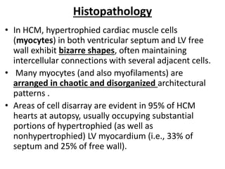 Histopathology
• In HCM, hypertrophied cardiac muscle cells
(myocytes) in both ventricular septum and LV free
wall exhibit bizarre shapes, often maintaining
intercellular connections with several adjacent cells.
• Many myocytes (and also myofilaments) are
arranged in chaotic and disorganized architectural
patterns .
• Areas of cell disarray are evident in 95% of HCM
hearts at autopsy, usually occupying substantial
portions of hypertrophied (as well as
nonhypertrophied) LV myocardium (i.e., 33% of
septum and 25% of free wall).
 