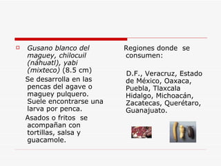 <ul><li>Gusano blanco del maguey, chilocuil (náhuatl), yabi (mixteco)  (8.5 cm) </li></ul><ul><li>Se desarrolla en las pen...