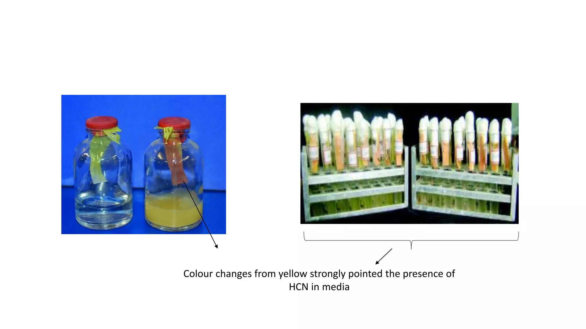 Isolation, screening and quantification of Hydrogen Cyanide (HCN ...