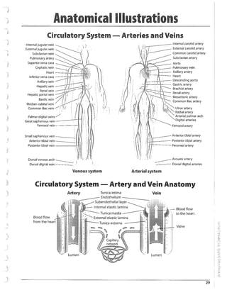 Anatomy Modifiers List.pdf HCPCS codes list for 2024,modifiers list | PDF