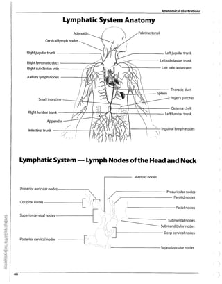 Anatomy Modifiers List.pdf HCPCS codes list for 2024,modifiers list | PDF