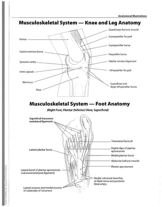 Anatomy Modifiers List.pdf HCPCS codes list for 2024,modifiers list | PDF