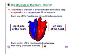 Cardiovascular System | PPT