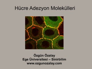 Hücre Adezyon Molekülleri
Özgün Özalay
Ege Üniversitesi – Sinirbilim
www.ozgunozalay.com
 