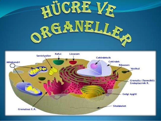 hucre ve organeller hucre ve organeller