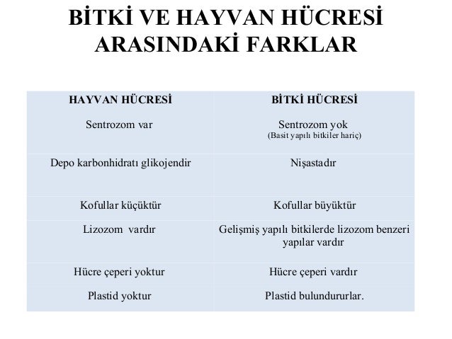 Bitki Hücresi Ve Hayvan Hücresi Arasındaki Farklar