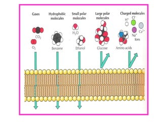 Hücre Zarında Transport
-I. Küçük Moleküllerin ve İyonların Taşınımı
A) Basit Difüzyon
B) Pasif Difüzyon
-Kanal proteinler...