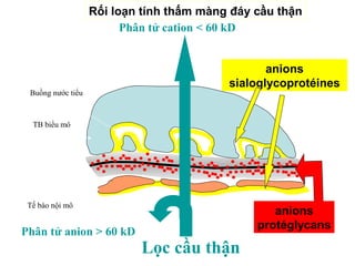 Buồng nước tiểu
TB biểu mô
LRe
Tế bào nội mô
LD
M
B
G
anions
sialoglycoprotéines
anions
protéglycans
Phân tử cation < 60 kD
Phân tử anion > 60 kD
Lọc cầu thận
Rối loạn tính thấm màng đáy cầu thận
 