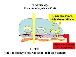 Giảm các anions
sialoglycoprotéines
Giảm các anions
protéglycans
PROTEIN niệu
Phân tử cation,anion > 60 kD
HCTH:
Các TB podocyte hoà vào nhau, mất điện tích âm
 