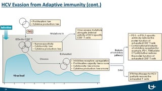 HCV Evasion from Adaptive immunity (cont.)
24
 