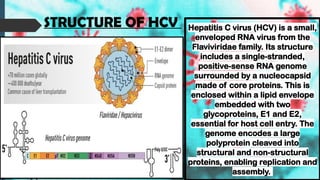 Hepatitis C virus (HCV) is a small,
enveloped RNA virus from the
Flaviviridae family. Its structure
includes a single-stranded,
positive-sense RNA genome
surrounded by a nucleocapsid
made of core proteins. This is
enclosed within a lipid envelope
embedded with two
glycoproteins, E1 and E2,
essential for host cell entry. The
genome encodes a large
polyprotein cleaved into
structural and non-structural
proteins, enabling replication and
assembly.
STRUCTURE OF HCV
 
