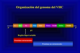3’5’
Región hipervariable
C E1 E2 NS2 NS3 NS4A NS4B NS5A NS5B
Proteínas estructurales
Proteínas no estructurales
P7
Organización del genoma del VHC
 