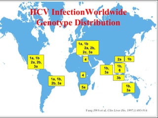 1a, 1b
2a, 2b,
2c, 3a
41a, 1b
2a, 2b,
3a
1a, 1b,
2b, 3a
4
5a
1b,
3a
1b,
6
2a 1b
1b,
3a
3b
Fang JWS et al. Clin Liver Dis. 1997;1:493-514
HCV InfectionWorldwide
Genotype Distribution
 