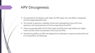 HPV Oncogenesis
 On persistence of infection with high risk HPV types, the viral DNA is integrated
into the target epithelial cells.
 This results in genomic instability of the host cell leading to loss of E2 viral
repressor and overexpression of viral oncoproteins E6 and E7.
 These oncoproteins(E6 and E7) from high risk HPVs have high affinity for target
hosts cell than these oncoproteins from low risk HPVs.
 Transforming effects of HPV are largely due to alteration in genes encoding E6 and
E7 oncoproteins as followings
 