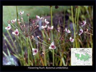 Flowering Rush: Butomus umbellatus
 