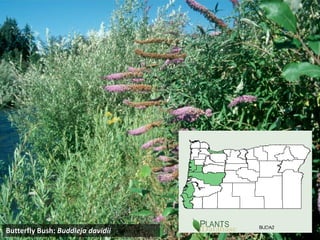 Photo – butterfly bush infestation in 
                    Lane Co.




Butterfly Bush: Buddleja davidii
 