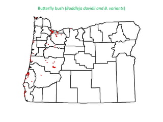 Butterfly bush (Buddleja davidii and B. variants)
 