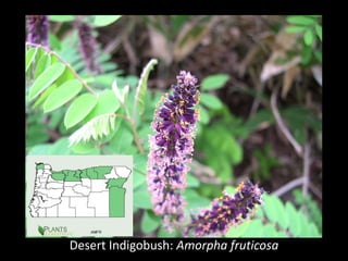 Desert Indigobush: Amorpha fruticosa
 