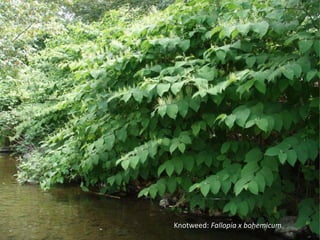 Photo ‐ knotweed 




         Knotweed: Fallopia x bohemicum
 