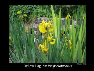 Photo: OSU
Yellow Flag Iris: Iris pseudacorus
 