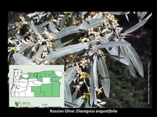Photo: Paul Wray, Iowa State University
                                          Russian Olive: Elaeagnus angustifolia
 