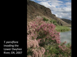 T. parviflora
invading the 
Lower Owyhee 
River, OR, 2007
 