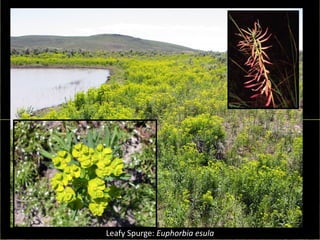Leafy Spurge: Euphorbia esula
 