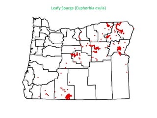 Leafy Spurge (Euphorbia esula)
 