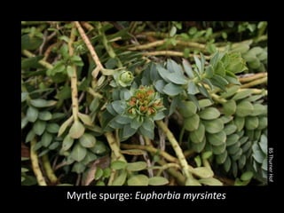 BS Thurner Hof
Myrtle spurge: Euphorbia myrsintes
 