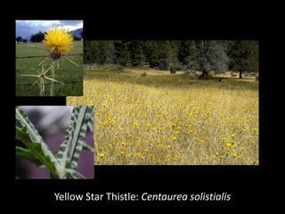 Yellow Star Thistle: Centaurea solistialis
 