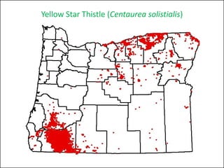Yellow Star Thistle (Centaurea solistialis)
 