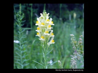 Wendy VanDyk Evans, Bugwood,org
 