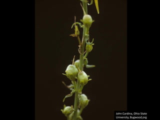 John Cardina, Ohio State 
University, Bugwood,org
 