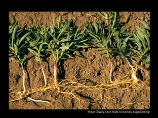 Steve Dewey, Utah State University, Bugwood,org
 
