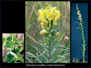 Dalmatian toadflax: Linaria dalmatica
 