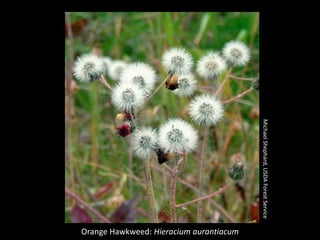Michael Shephard, USDA Forest Service
Orange Hawkweed: Hieracium aurantiacum
 