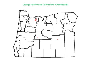 Orange Hawkweed (Hieracium aurantiacum)
 