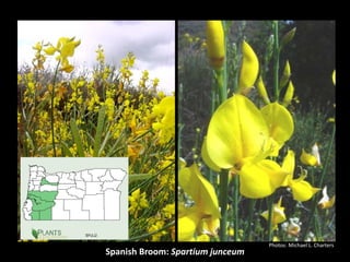 Photos: Michael L. Charters
Spanish Broom: Spartium junceum
 
