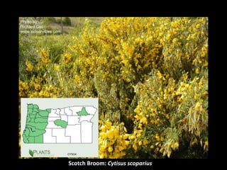 Scotch Broom: Cytisus scoparius
 