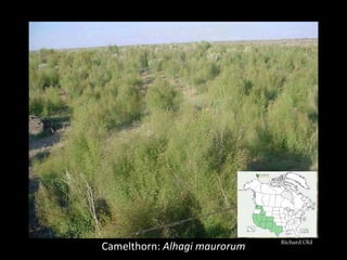 Richard Old
Camelthorn: Alhagi maurorum
 