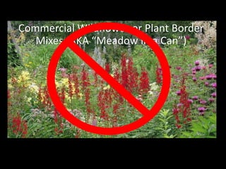 Commercial Wildflower or Plant Border 
   Mixes (AKA “Meadow in a Can”)
 