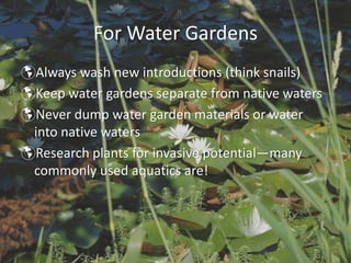 For Water Gardens
Always wash new introductions (think snails)
Keep water gardens separate from native waters
Never dump water garden materials or water 
into native waters
Research plants for invasive potential—many 
commonly used aquatics are!
 