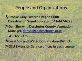People and Organizations
 Brooke Gray Eastern Oregon EDRR 
Coordinator, Weed Educator: 541‐447‐6228
 Dan Sherwin, Deschutes County Vegetation 
Manager, dansh@co.deschutes.or.us , 
541‐322‐7135
 Local Soil and Water Conservation Districts
 OSU Extension Service offices in each county
 
