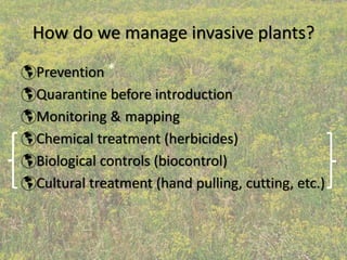 How do we manage invasive plants?
Prevention *
Quarantine before introduction
Monitoring & mapping
Chemical treatment (herbicides)
Biological controls (biocontrol)
Cultural treatment (hand pulling, cutting, etc.)
 