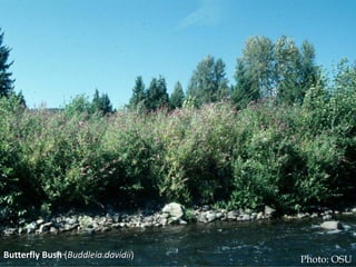 Photo ‐ butterfly bush infestation in 
                     Lane Co.




Butterfly Bush (Buddleia davidii)         Photo: OSU
 