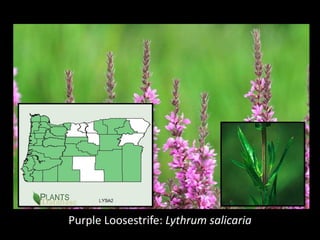 Purple Loosestrife: Lythrum salicaria
 