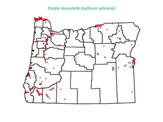Purple loosestrife (Lythrum salicaria)
 