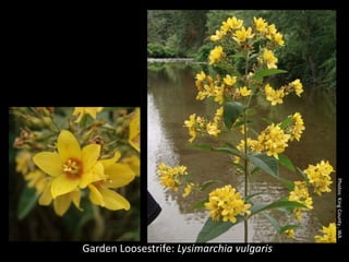 Photos: King County , WA
Garden Loosestrife: Lysimarchia vulgaris
 